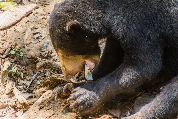 Solbjörn Helarctos Malayanus Bornean Sun Bear Conservation Centre Sepilok Sabah — Stockfoto