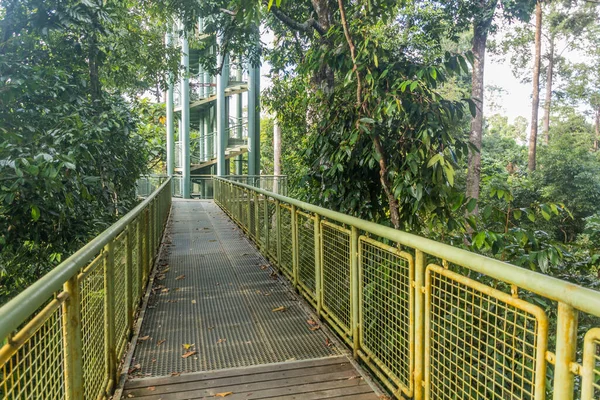 Vakttornet Rainforest Discovery Centre Sepilok Sabah Malaysia — Stockfoto