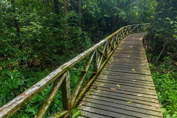 Выгул Национальном Парке Ниах Острове Борнео Малайзия — стоковое фото