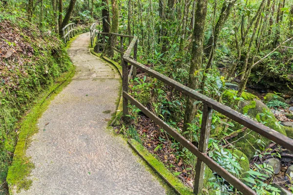 Promenada Lesie Kinabalu Park Sabah Malezja — Zdjęcie stockowe