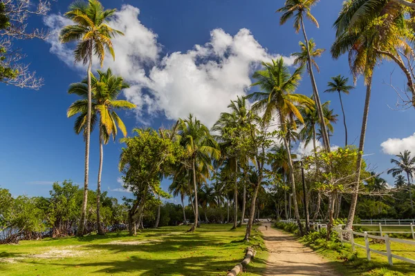 Palmeras Por Playa Las Terrenas República Dominicana — Foto de Stock