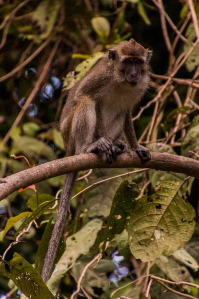 Macaque Bij Kinabatangan Rivier Sabah Maleisië — Stockfoto