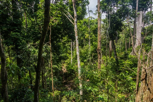 Sepilok Yakınlarındaki Yağmur Ormanı Sabah Malezya — Stok fotoğraf