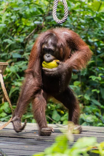 马来西亚婆罗洲Sepilok Orangutan康复中心的婆罗洲猩猩 Pongo Pygmaeus 正在吃椰子 — 图库照片