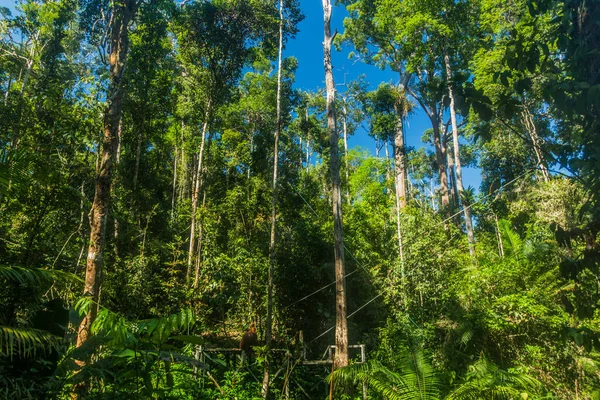 Floresta Lugar Alimentação Ornagutan Reserva Natural Semenggoh Ilha Bornéu Malásia — Fotografia de Stock