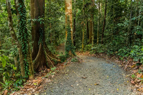 Walking Trail Rainforest Discovery Centre Sepilok Sabah Malaysia — Stock Photo, Image