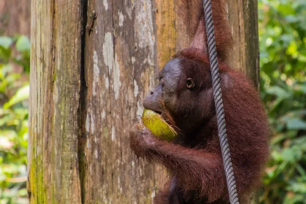 Борнейский Орангутанг Pongo Pygmaeus Ест Кокос Реабилитационном Центре Сепилока Орангутана — стоковое фото