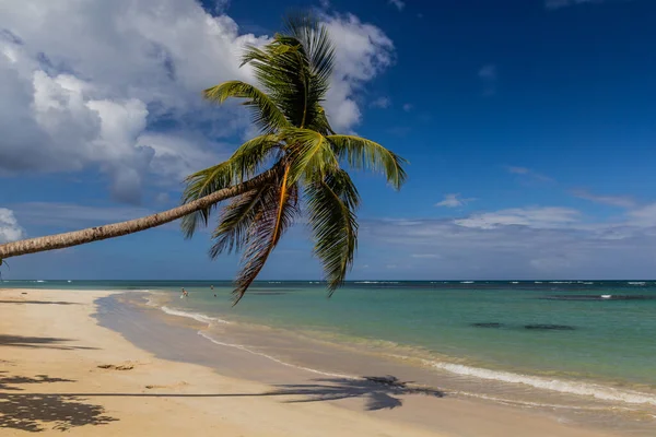 Palm Pláži Las Terrenas Dominikánská Republika — Stock fotografie