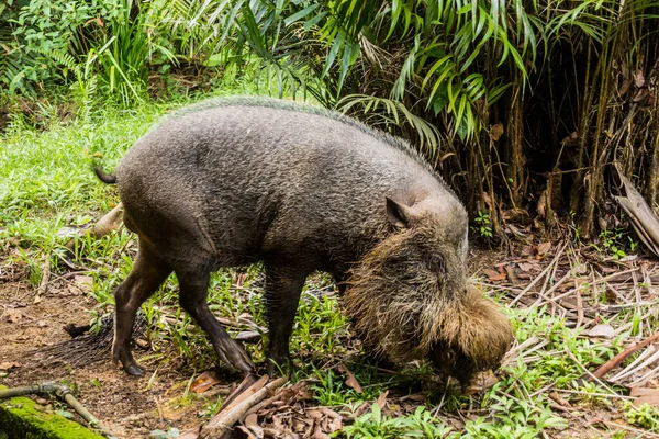 Борнеанська Бородата Свиня Sus Barbatus Національному Парку Бако Острові Борнео — стокове фото