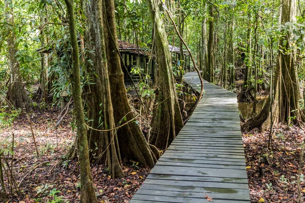 Paseo Marítimo Campamento Vida Silvestre Cerca Del Río Kinabatangan Sabah —  Fotos de Stock