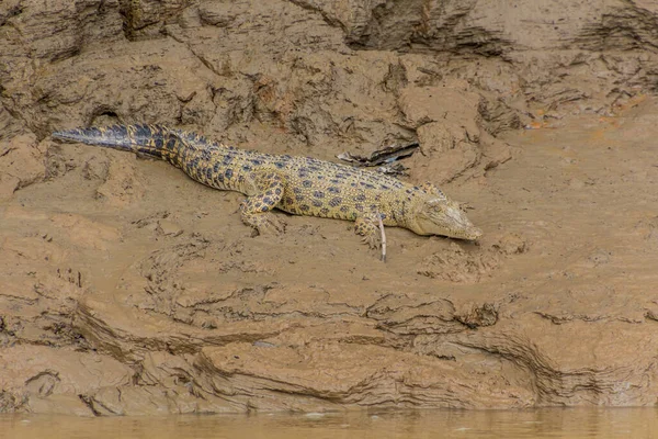 Crocodile Eau Salée Crocodylus Porosus Près Rivière Kinabatangan Sabah Malaisie — Photo