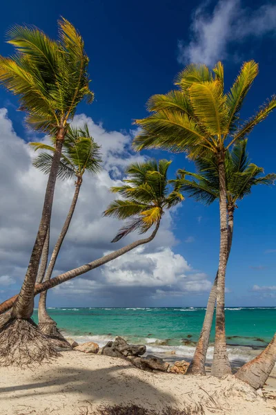 Palme Sulla Spiaggia Bavaro Repubblica Dominicana — Foto Stock