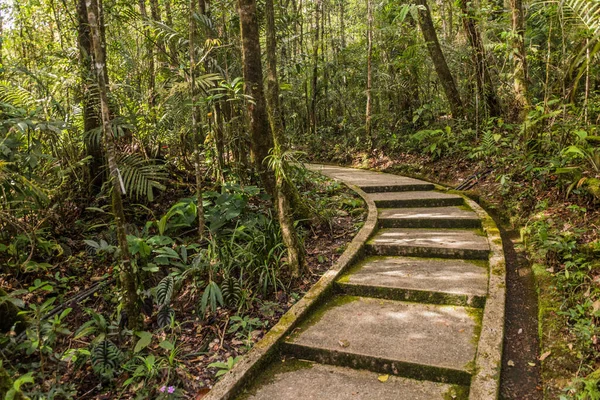Sendero Bosque Kinabalu Park Sabah Malasia —  Fotos de Stock