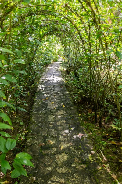 Chemin Dans Les Jardins Botaniques Montagne Pico Isabel Torres Dessus — Photo