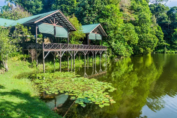 See Rainforest Discovery Centre Sepilok Sabah Malaysia — Stockfoto