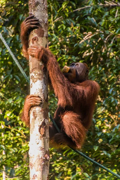 Борнейский Орангутан Pongo Pygmaeus Заповеднике Семенго Остров Борнео Малайзия — стоковое фото