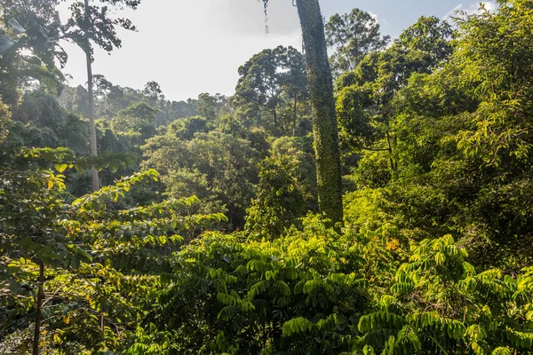 Навес Тропического Леса Сепилоке Сабах Малайзия — стоковое фото