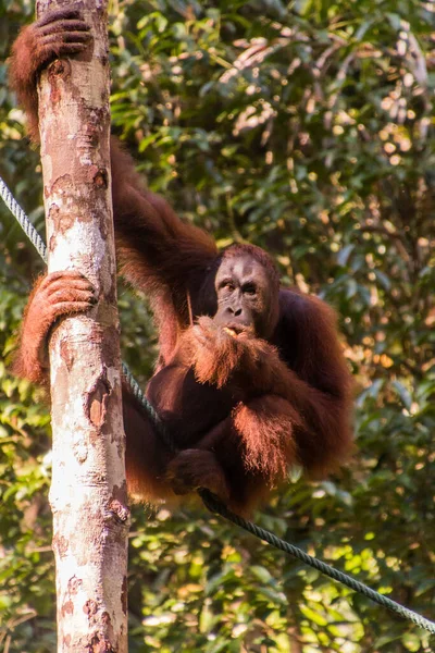 Orang Outan Bornéo Pongo Pygmaeus Dans Réserve Naturelle Semenggoh Île — Photo