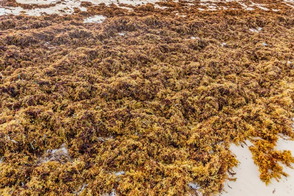 Algues Sur Une Plage Sable — Photo