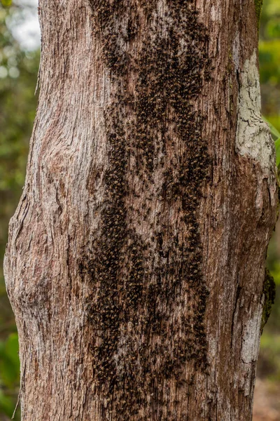 Bako Ulusal Parkı, Sarawak, Malezya 'da bir ağaçtaki termitler.