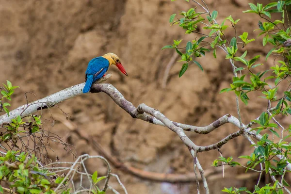 Kinabatangan nehri yakınlarındaki Leylek gagalı Kingfisher (Pelargopsis capensis), Sabah, Malezya
