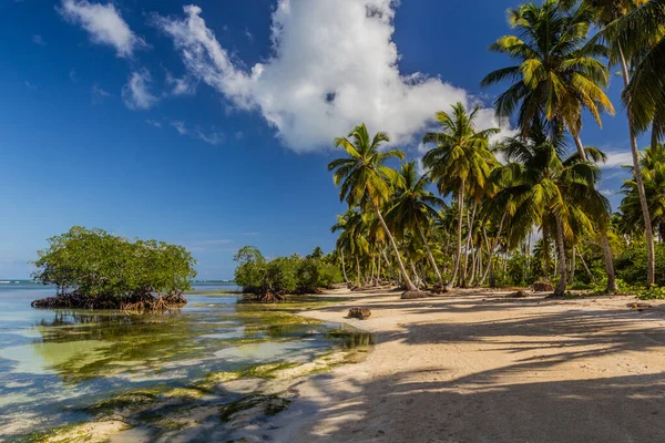 Palmeras Una Playa Las Terrenas República Dominicana — Foto de Stock