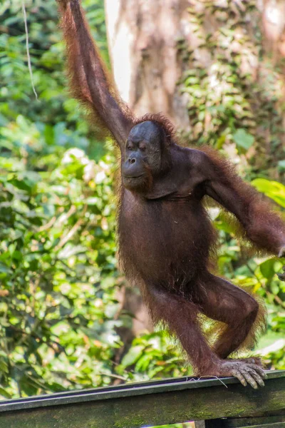 Борнеанский Орангутан Pongo Pygmaeus Сепилокском Центре Рекреации Остров Борнео Малайзия — стоковое фото