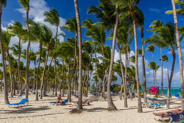 Punta Cana Repubblica Dominicana Dicembre 2018 Palme Sulla Spiaggia Bavaro — Foto Stock