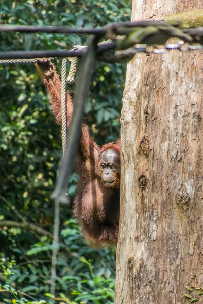 Bornean Orangutan Pongo Pygmaeus Sepilok Orangutan Rehabilitation Centre Borneo Island — Stock Photo, Image