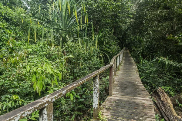 Paseo Marítimo Parque Nacional Niah Isla Borneo Malasia — Foto de Stock