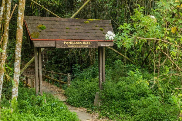 Wanderweg Wald Des Kinabalu Parks Sabah Malaysia — Stockfoto