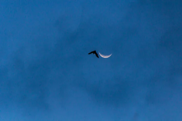 Sylwetka Nietoperza Koło Księżyca Sabah Malezja — Zdjęcie stockowe