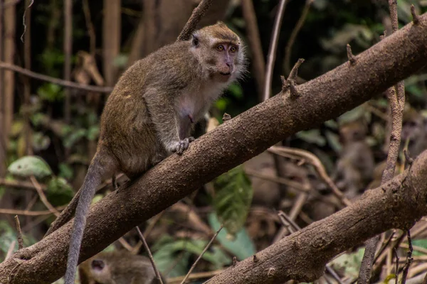 Macaco Cerca Del Río Kinabatangan Sabah Malasia — Foto de Stock