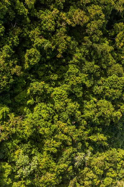 Vista Aérea Del Bosque Del Parque Nacional Isabel Torres Cerca —  Fotos de Stock