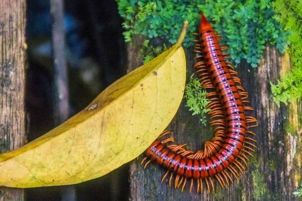 Trachelomegalus Millipede Národním Parku Niah Malajsie — Stock fotografie