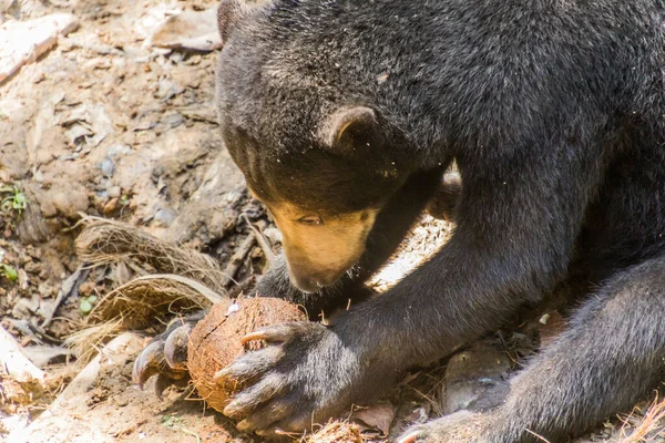 Sun bear (Helarctos malayanus) in Bornean Sun Bear Conservation Centre in Sepilok, Sabah, Malaysia