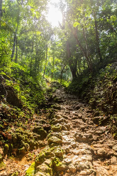 Sentier Randonnée Cascade Limon République Dominicaine — Photo