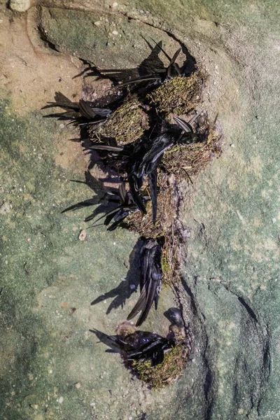Fecskék Bakói Nemzeti Parkban Borneó Szigetén Malajziában — Stock Fotó