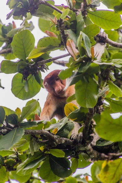 Rüsselaffe Nasalis Larvatus Auf Einem Baum Bako Nationalpark Auf Der — Stockfoto