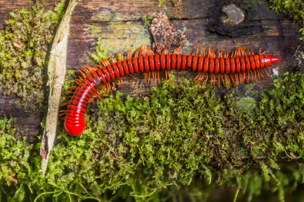 Trachelomegalus Millipede Národním Parku Niah Malajsie — Stock fotografie