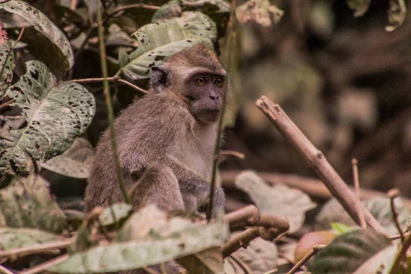 Macaque Bij Kinabatangan Rivier Sabah Maleisië — Stockfoto