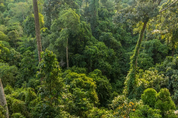 Canopée Une Forêt Tropicale Sepilok Sabah Malaisie — Photo