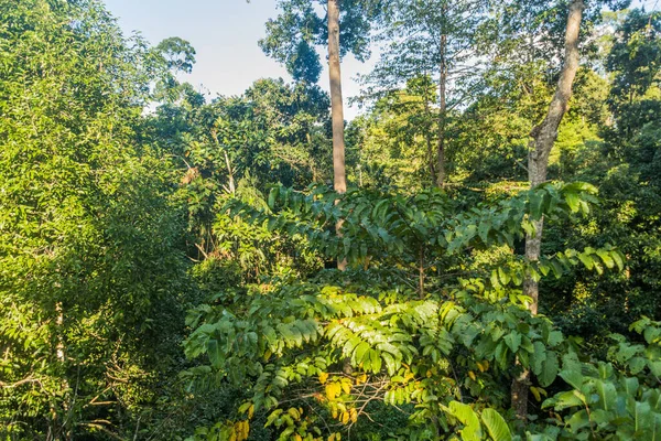 Vordach Eines Regenwaldes Sepilok Sabah Malaysia — Stockfoto