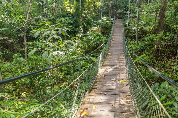 Hängbro Rainforest Discovery Centre Sepilok Sabah Malaysia — Stockfoto