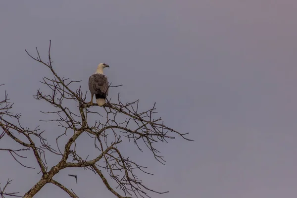 Águia Mar Barriga Branca Haliaeetus Leucogaster Perto Rio Kinabatangan Sabah — Fotografia de Stock