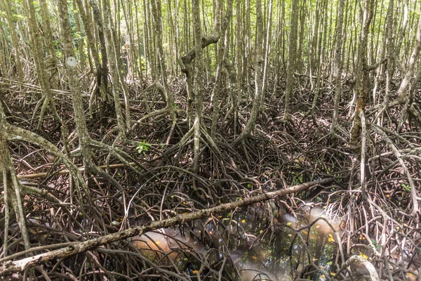 Mangroves Gaya Island Tunku Abdul Rahman National Park Sabah Malaysia — Stock Photo, Image