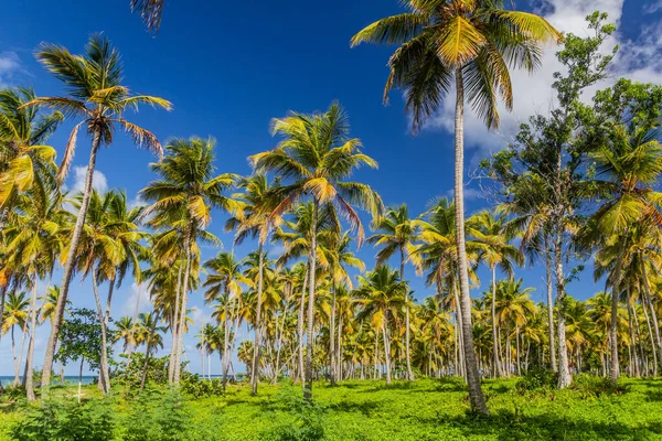 Palmenhaine Las Galeras Dominikanische Republik — Stockfoto