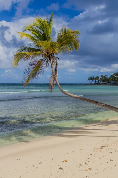 Palm Pláži Las Galeras Dominikánská Republika — Stock fotografie