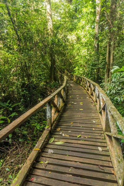 Promenade Dans Parc National Niah Sur Île Bornéo Malaisie — Photo