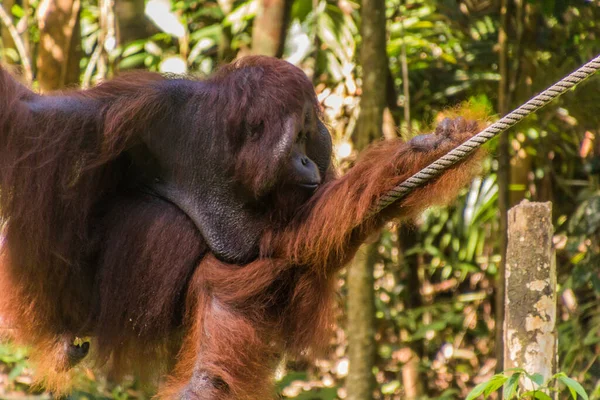 Orang Outan Bornéo Pongo Pygmaeus Dans Réserve Naturelle Semenggoh Île — Photo